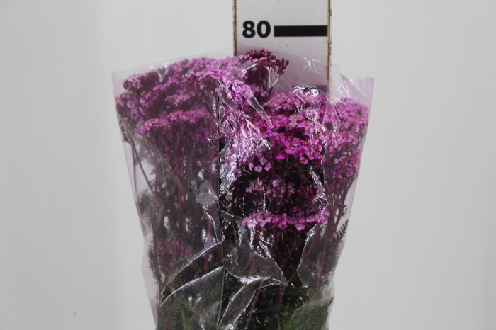 <h4>ACHILLEA MILLEFOLIUM PINK TINTURADA 060 CM</h4>