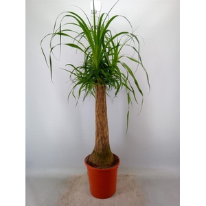 Beaucarnea recurvata