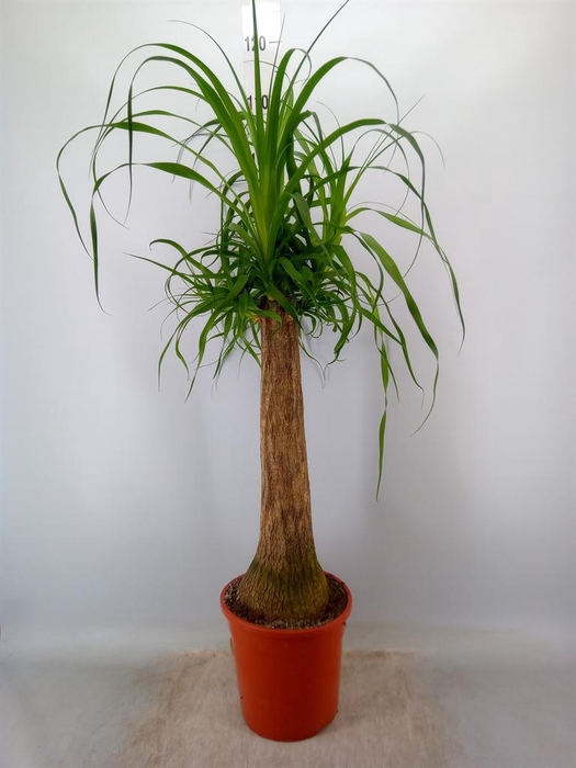 <h4>Beaucarnea recurvata</h4>