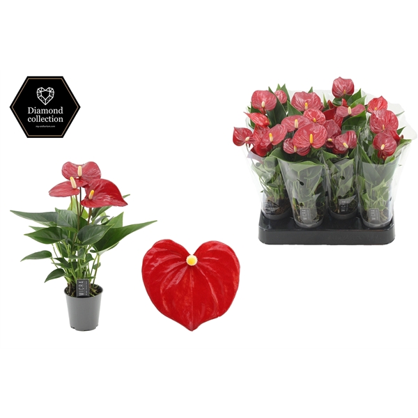 <h4>Anthurium 6 cm Pearl Micra in transparant sleeve</h4>