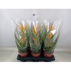 Tillandsia