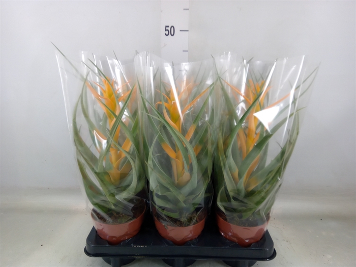 <h4>Tillandsia</h4>