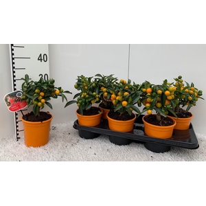 Citrus Kumquat medi-stem (s2)