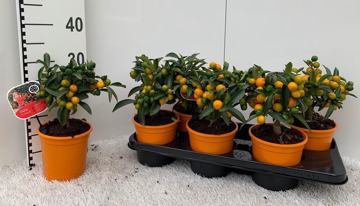 <h4>Citrus Kumquat medi-stem (s2)</h4>