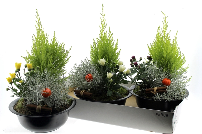 <h4>ARR TUINPLANTEN</h4>