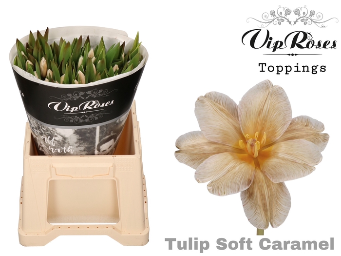 Tu En Vip Soft Caramel