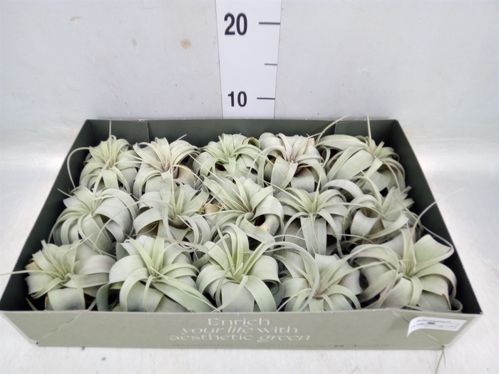 <h4>Tillandsia xerographica</h4>