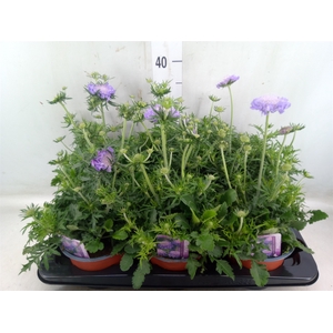 Scabiosa columb.