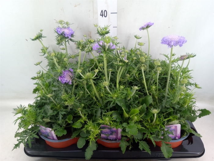 <h4>Scabiosa columb.</h4>