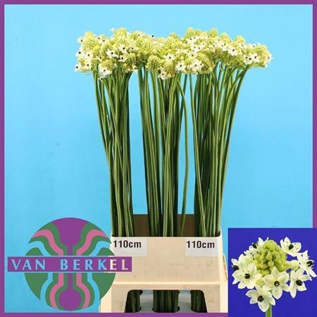 <h4>Ornithogalum saundersiae</h4>