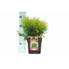 Thuja occ. 'Golden Globe' P17