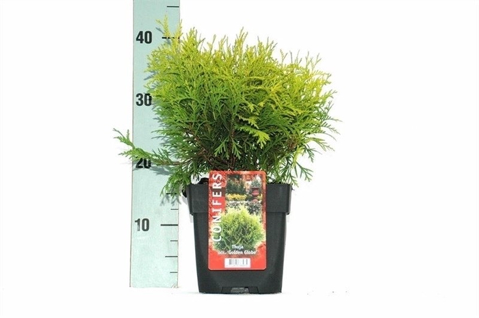 Thuja occ. 'Golden Globe' P17