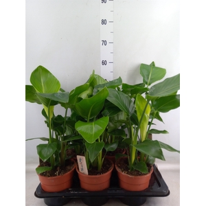 Strelitzia nicolai