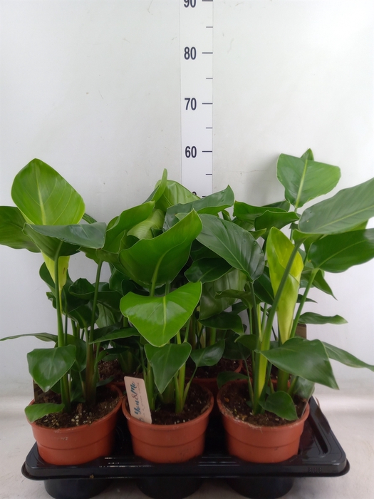 <h4>Strelitzia nicolai</h4>