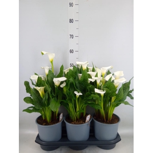 Zantedeschia  'Captain Fresco'
