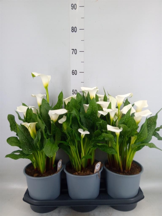 <h4>Zantedeschia  'Captain Fresco'</h4>