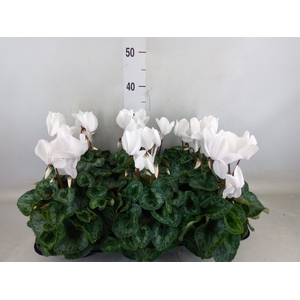 Cyclamen GR 'Leopardo'
