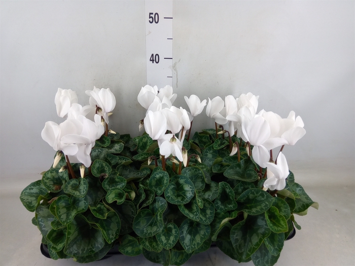 <h4>Cyclamen GR 'Leopardo'</h4>