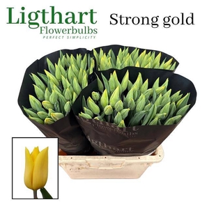 TU EN STRONG GOLD