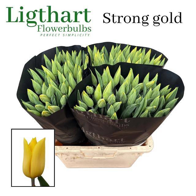 <h4>TU EN STRONG GOLD</h4>