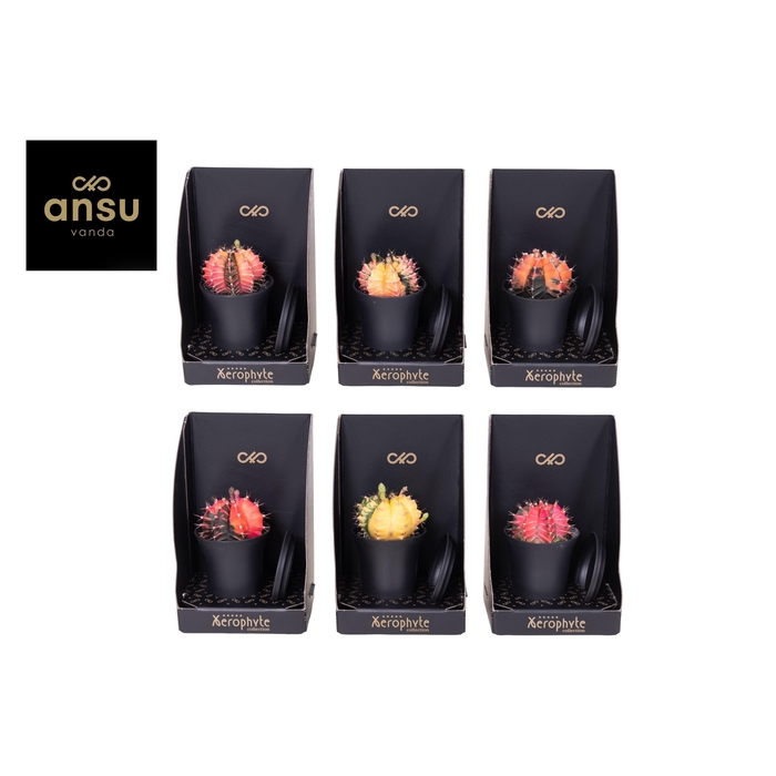 <h4>GYMNO JAPAN GEM</h4>