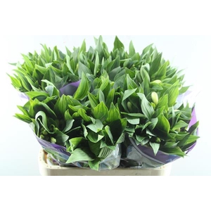 Alstr Gigi Cream (creme)