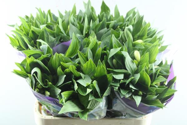 <h4>Alstr Gigi Cream (creme)</h4>