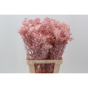 Ruscus Light Pink 150GR