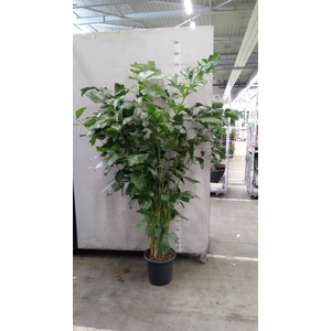 Caryota mitis