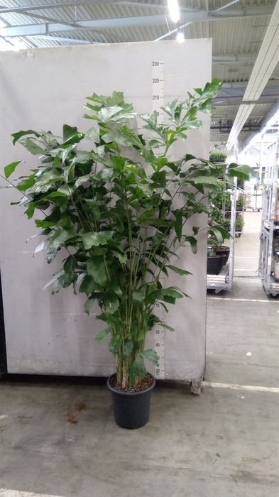 <h4>Caryota mitis</h4>