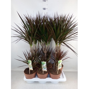 Dracaena marg. 'Magenta'