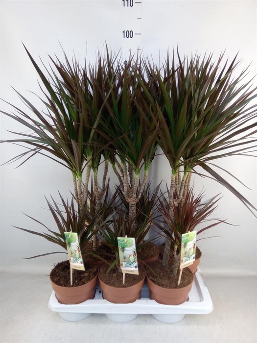 <h4>Dracaena marg. 'Magenta'</h4>