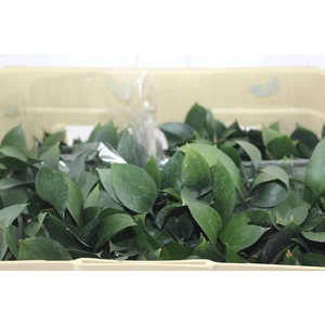 FOLHAGEM RUSCUS 040 CM