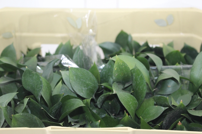 <h4>FOLHAGEM RUSCUS 040 CM</h4>