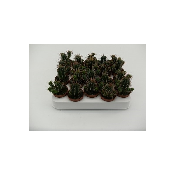 <h4>1.9 euphorbia ferox</h4>