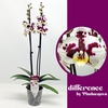 Phalaenopsis grootbloemig 2 tak 2-kleurig ML 2-70 G Melisa