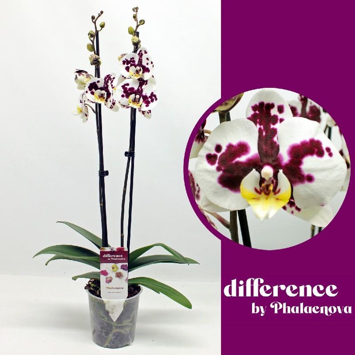 Phalaenopsis grootbloemig 2 tak 2-kleurig ML 2-70 G Melisa