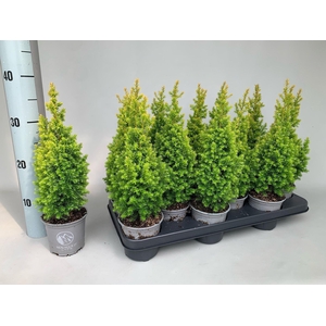Chamaecyparis thyoides Novagold