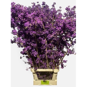 Callicarpa Bod Profu