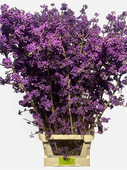 <h4>Callicarpa Bod Profu</h4>