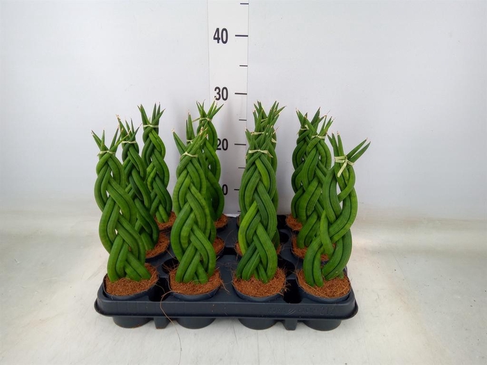 <h4>Sansevieria cyl.  ...</h4>