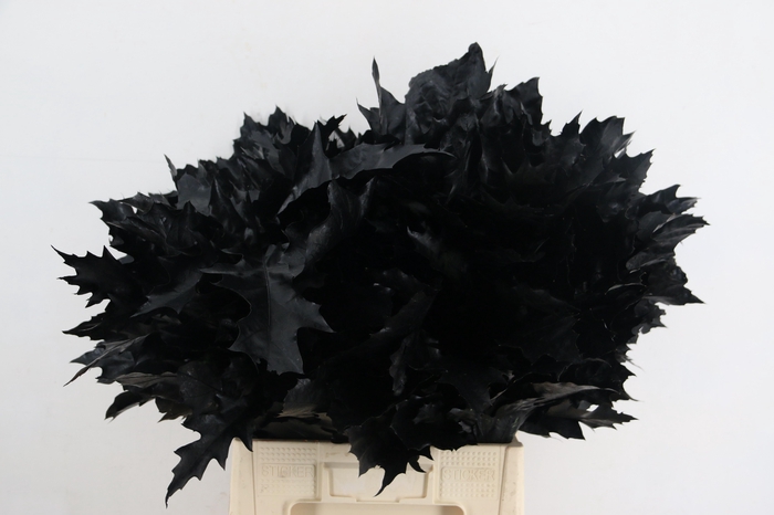 <h4>QUERC RUBRA 60CM FROST BLACK</h4>