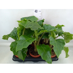 Alocasia  'Low Rider'