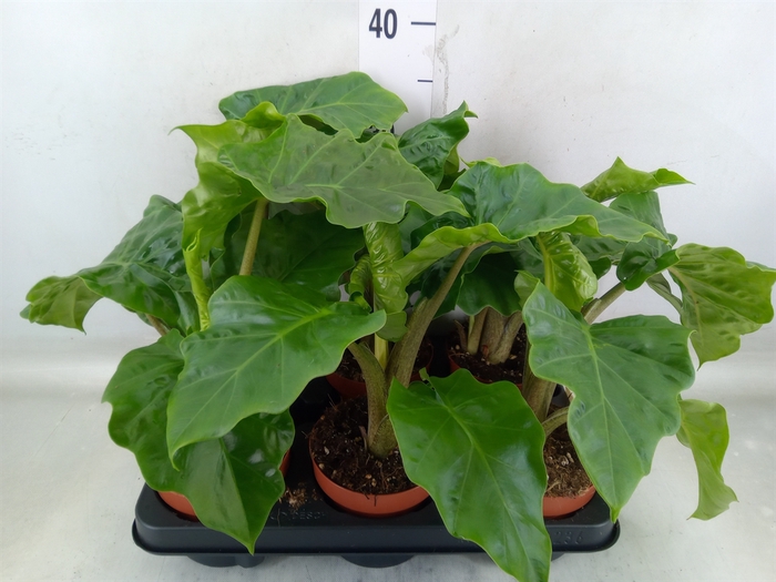 <h4>Alocasia  'Low Rider'</h4>