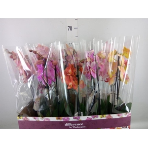 Phalaenopsis   ...mix