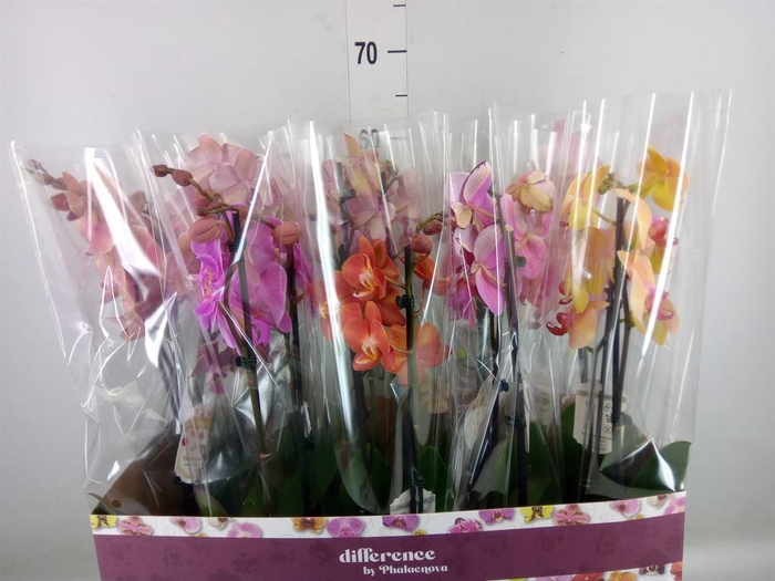 <h4>Phalaenopsis   ...mix</h4>
