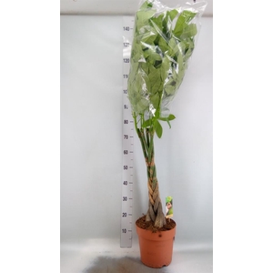 Pachira aquatica