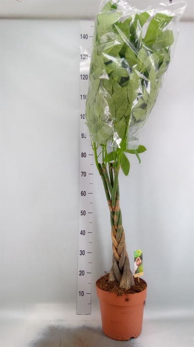 <h4>Pachira aquatica</h4>