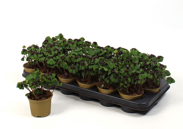 <h4>Oxalis deppei</h4>