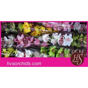 CYMB T GEMENGD 50 CM